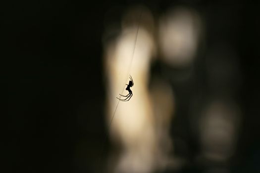 A striking silhouette of a spider hanging in a web with a dramatic bokeh effect in the background.