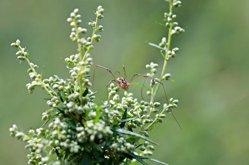 Brown Spider on Green Plant