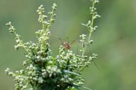 Close-up image of a spider perched on lush green foliage with a blurred background.
