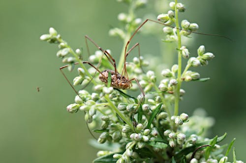 Harvestman on a Plant