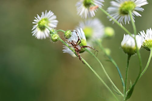 Close-Up Photograph of a Spider Near Flowers
