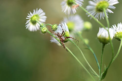 Fotos de stock gratuitas de arácnido, araña, artrópodo