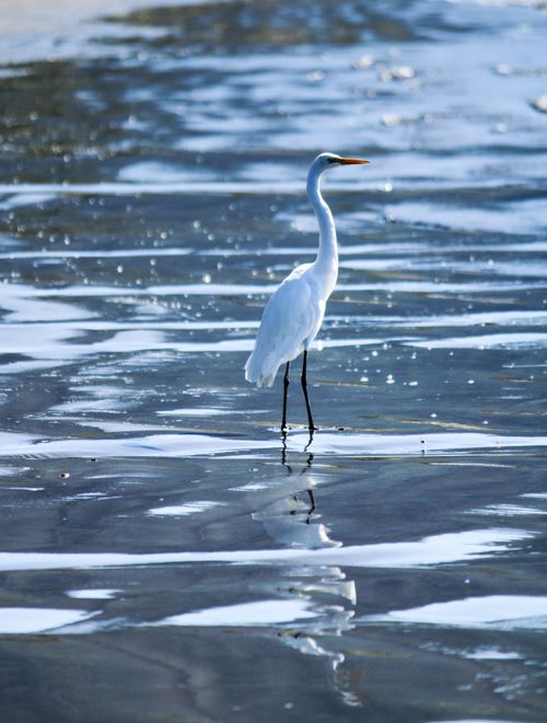Free A graceful egret walks across shallow water showcasing wildlife tranquility. Stock Photo