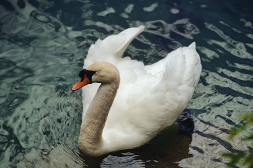 Close-up Photo of a Mute Swan on Water
