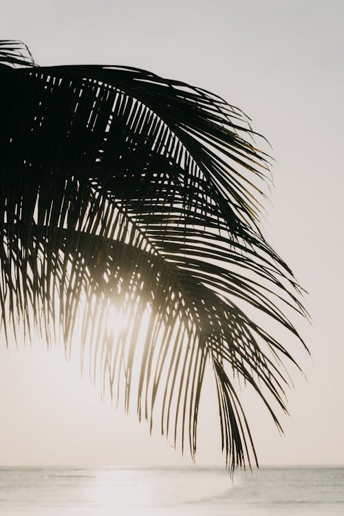 Palm Tree Leaves and Sea