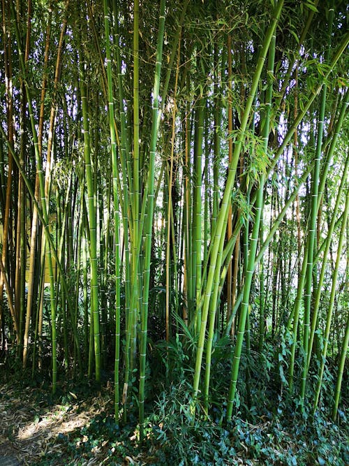 竹樹 的 免費圖庫相片