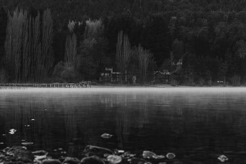 Grayscale Photo of River Near Trees