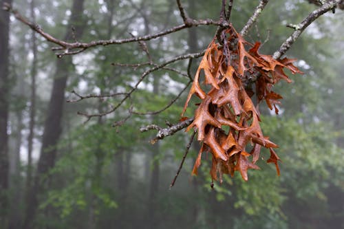 Cluster of Dried Autumn Leaves on Branch