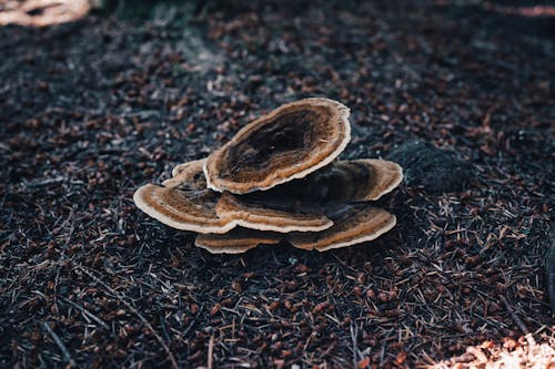 Kostenloses Stock Foto zu boden, erde, fungi