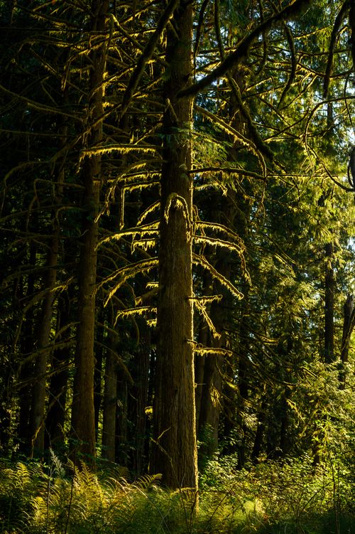 Free A tranquil view of moss-covered trees lit by sunlight in a dense forest. Stock Photo