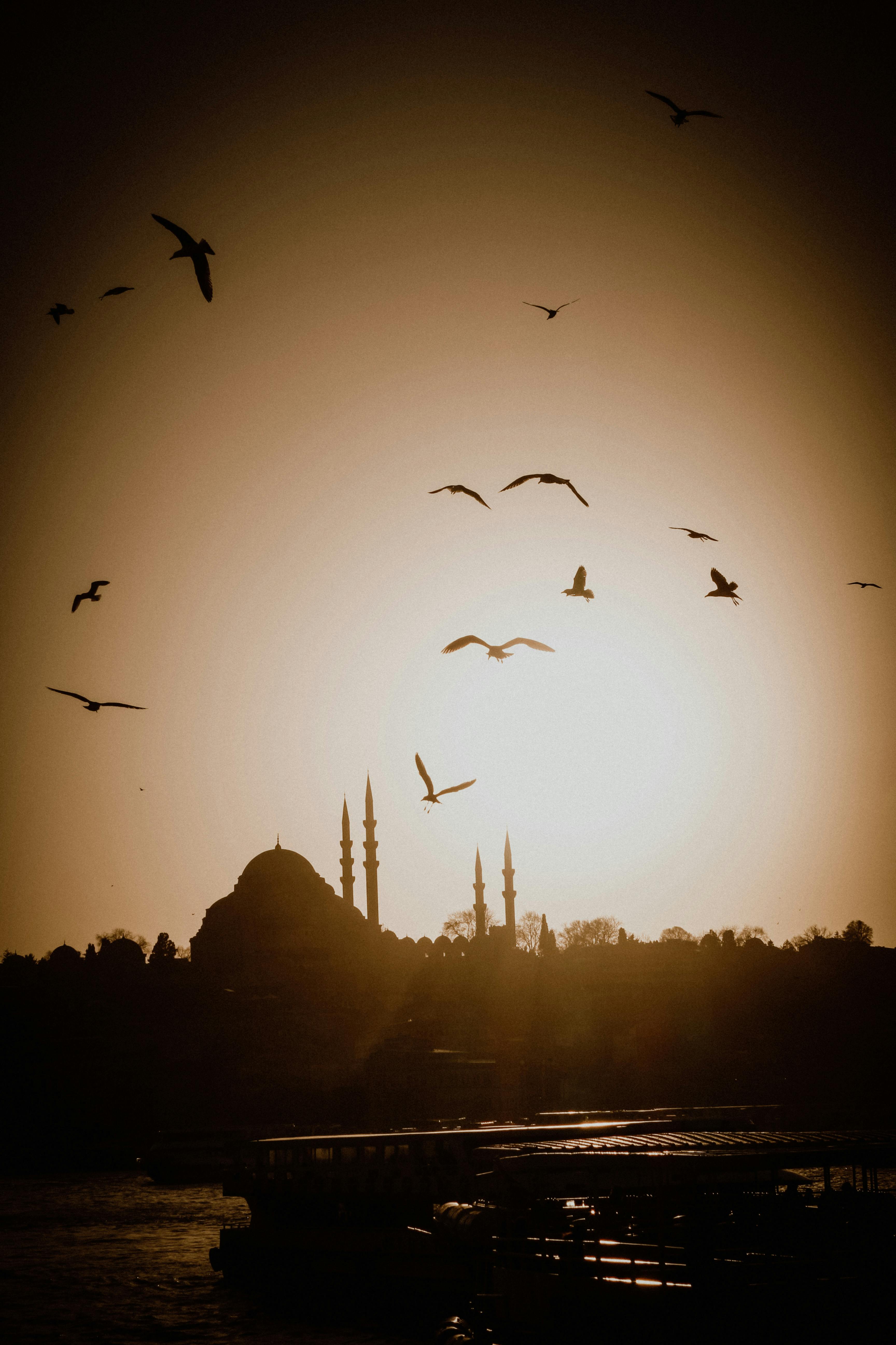 Silhouette of an Istanbul mosque at sunset with seagulls flying above.