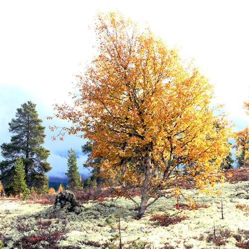 คลังภาพถ่ายฟรี ของ ต้นเบิร์ช, ฤดูใบไม้ร่วง, สีเหลือง