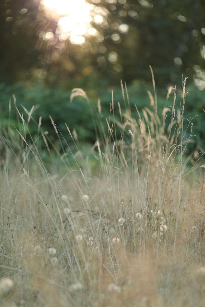 Hautes herbes de prairie éclairées par le soleil