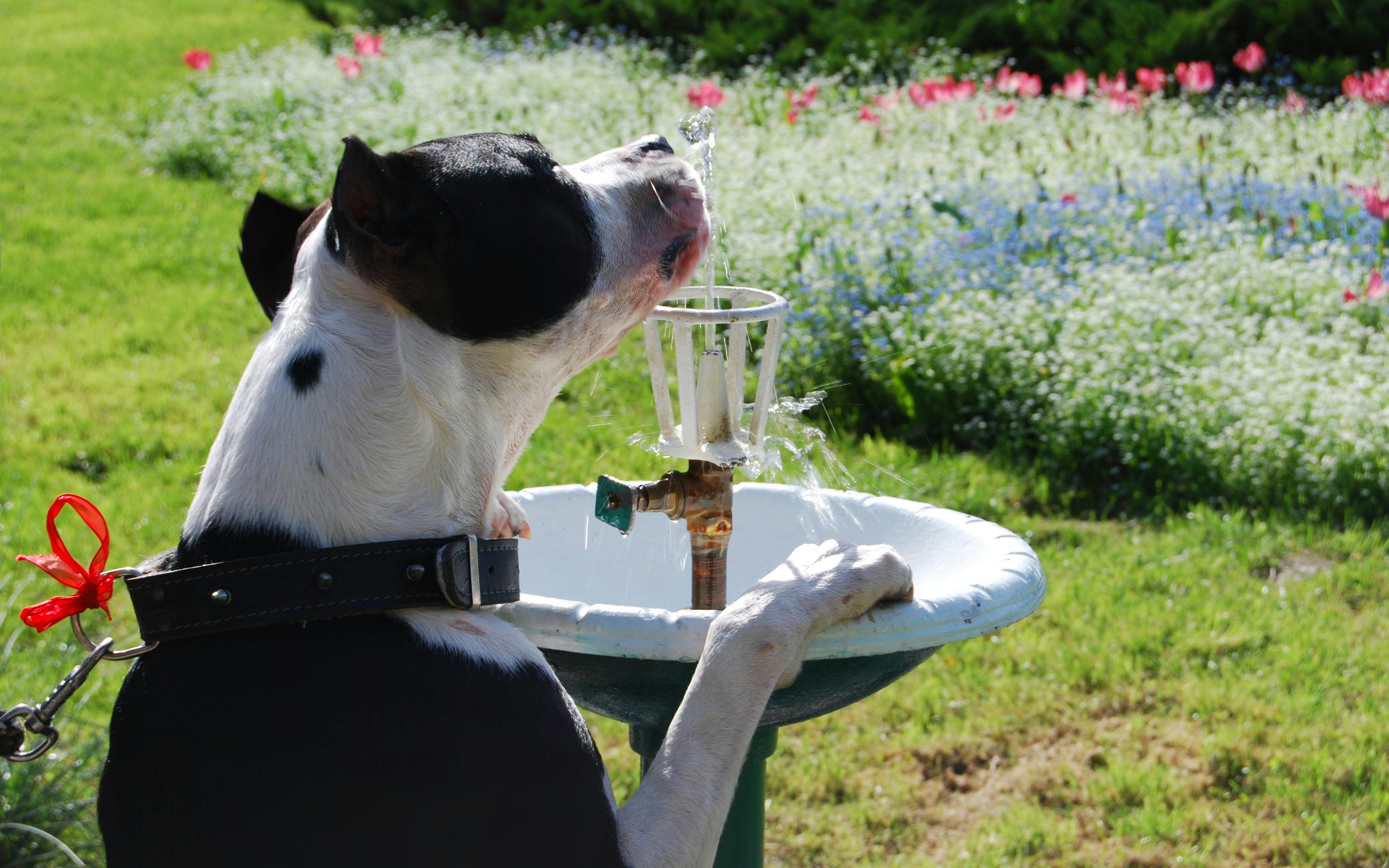 Free stock photo of dog drinking water in park, fountain