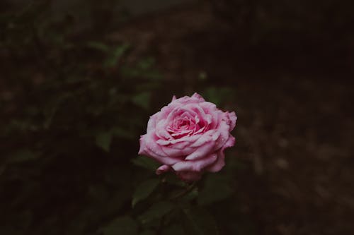 Immagine gratuita di bellissimo, delicato, fiore rosa