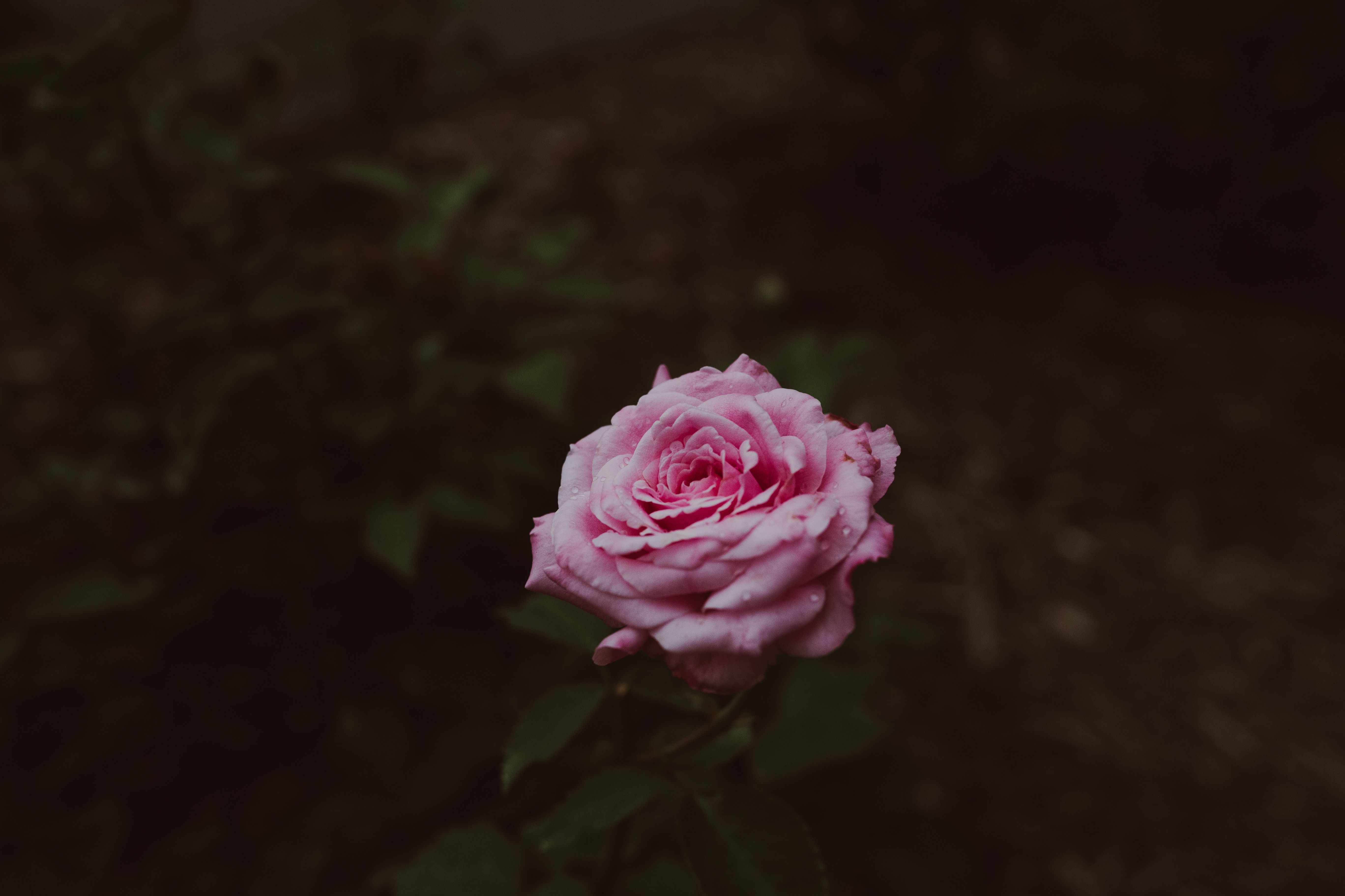 White Flowers on Brown String · Free Stock Photo