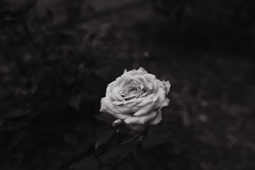 Grayscale Photo of a White Rose in Bloom