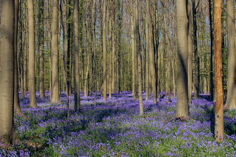 Purple Grass Flowers Covering The Forest Ground