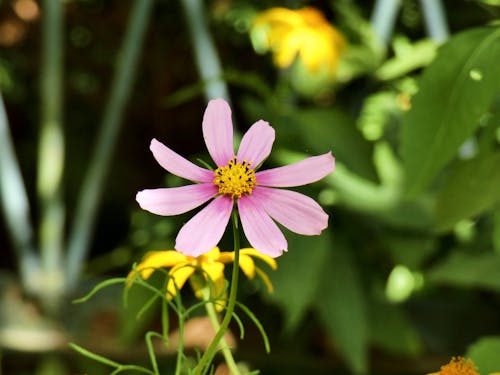 Closeup of a Purple Flower