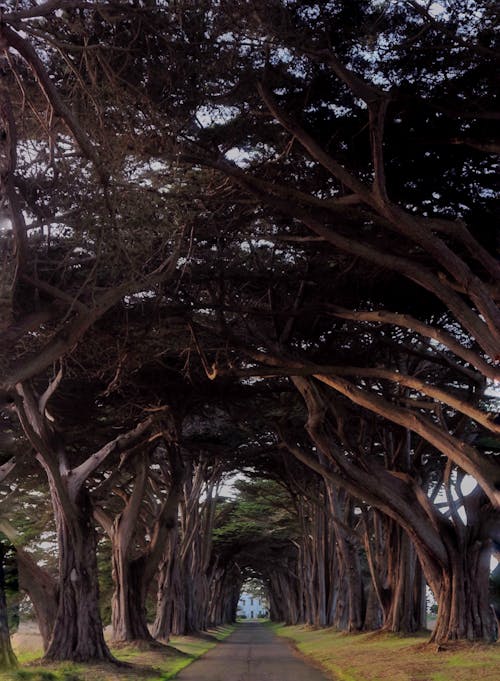 Gratis arkivbilde med cypress trees, halvmånebukta, inverness