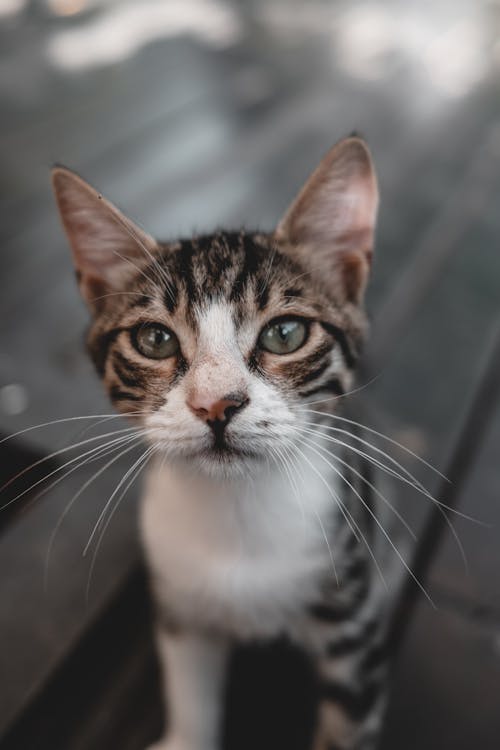 Fotos de stock gratuitas de animal, animal domestico, de cerca