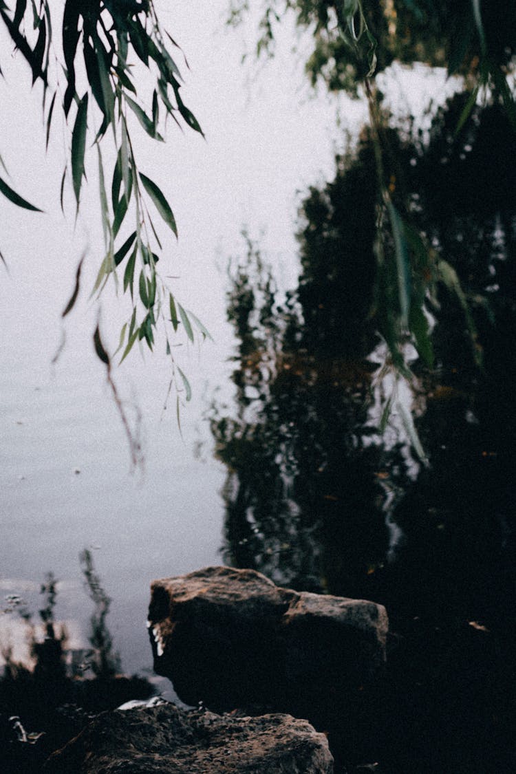 Weeping Willow Branch Hanging Over A Pond