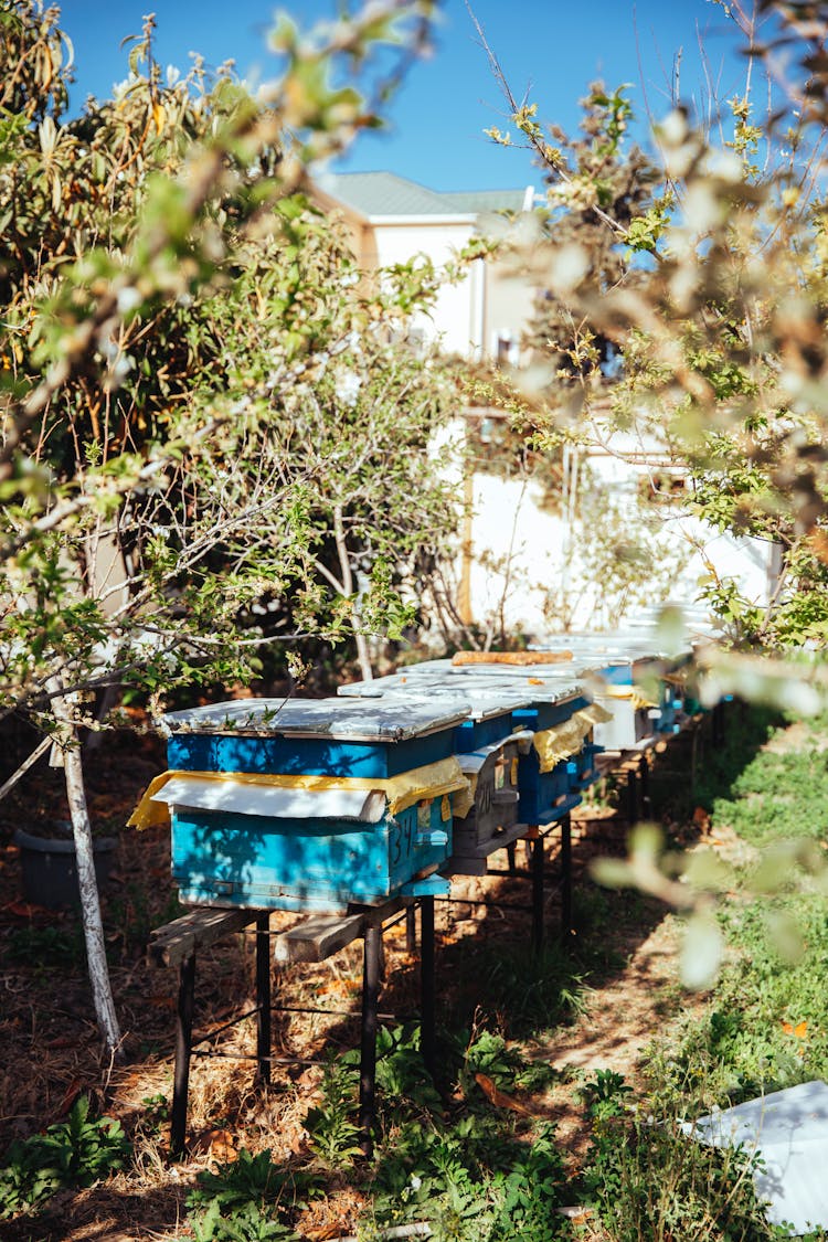 Beehives In The Farm