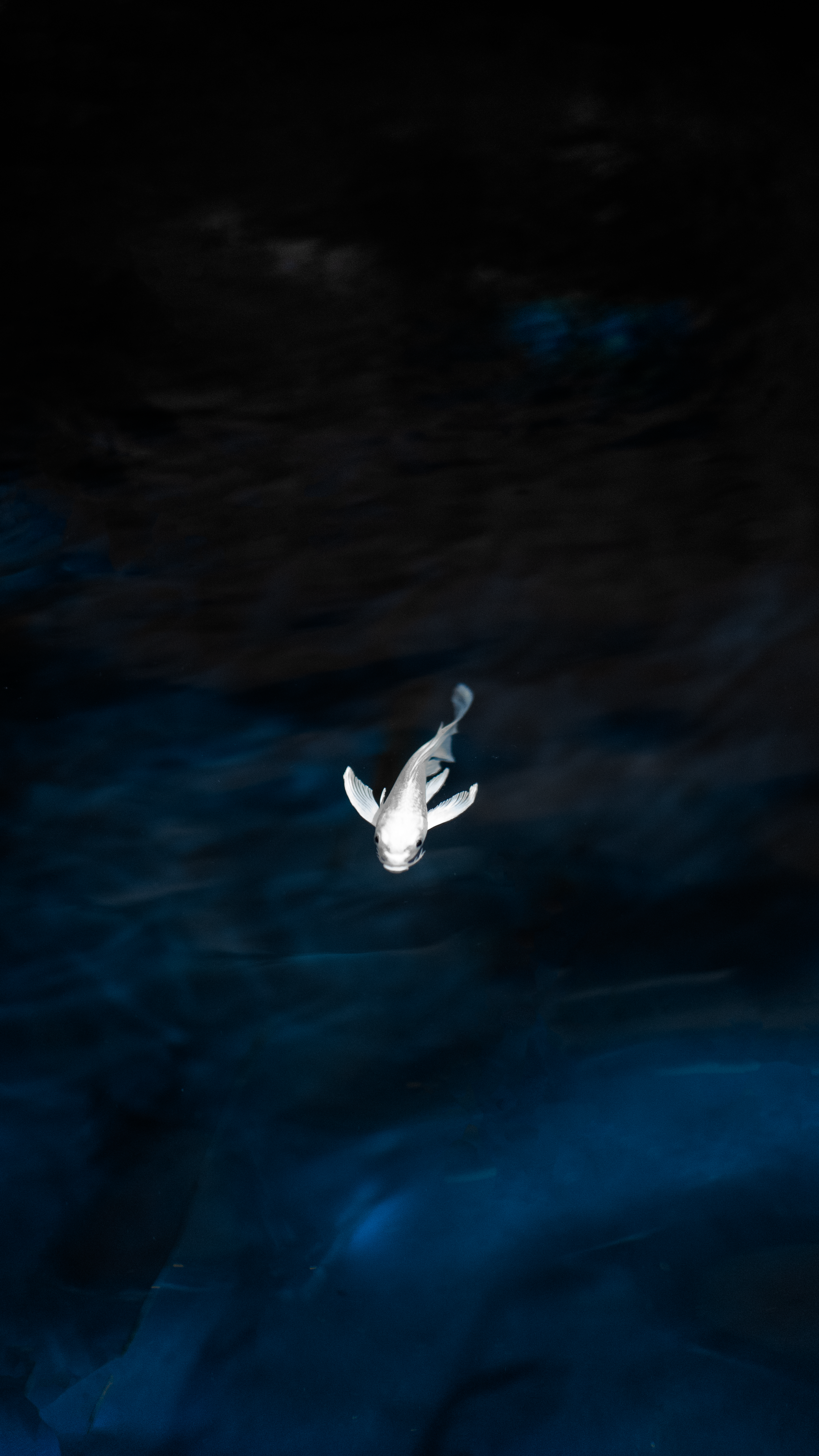 View of a White Carp Koi Fish Swimming in Dark Water · Free Stock Photo