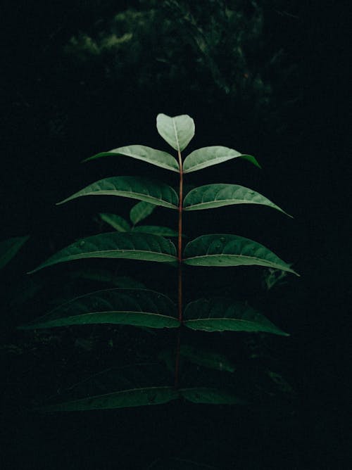 Dark Picture of Green Leaves of a Plant 