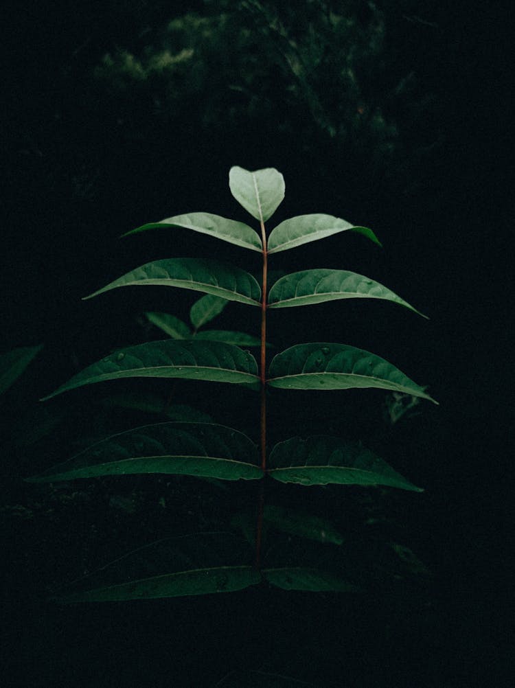 Dark Picture Of Green Leaves Of A Plant 