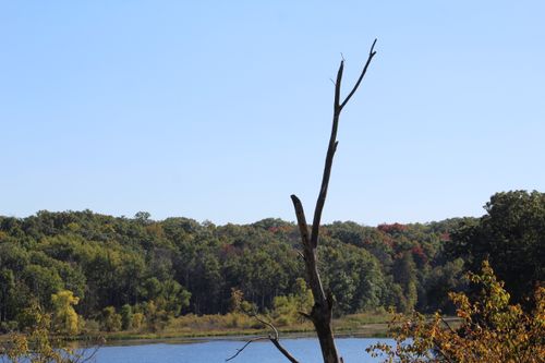Free Dead Tree Stock Photo