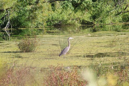 Free Blue Heron Stock Photo