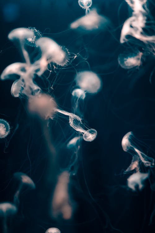 Jellyfish Swimming in Water