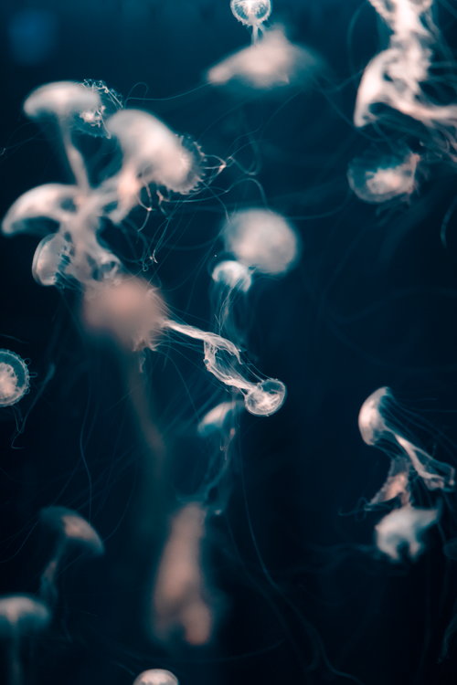 Free Ethereal jellyfish float gracefully in blue underwater lighting, Seoul aquarium. Stock Photo