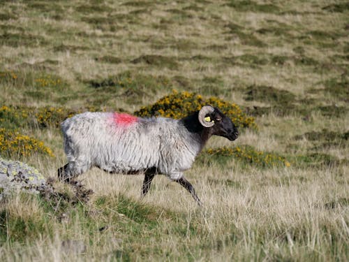 Photo of a Ram with Red Mark on the Fur, Walking in Pasture