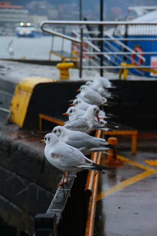 Free A group of seagulls resting on a pier, overlooking the sea. Perfect for nature and wildlife themes. Stock Photo