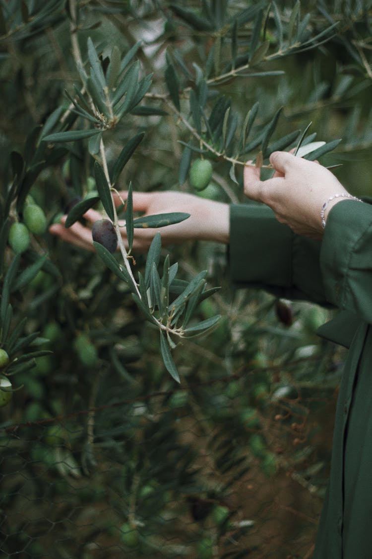 Woman Holding Olive Tree Branches