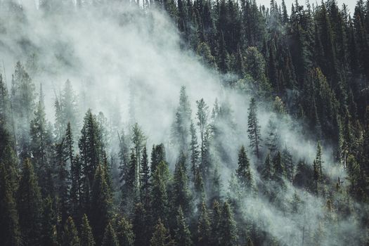Dense fog envelops a towering pine forest in Wyoming, USA, creating an ethereal and mystical atmosphere.