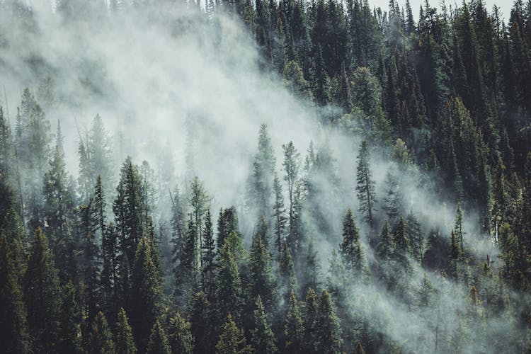 Forest Trees Shrouded In A Thick Fog