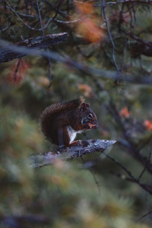 Free Close-up of a Mount Graham Red Squirrel on a branch in a forest setting. Stock Photo