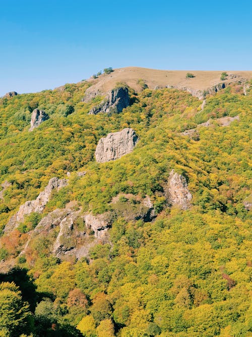 A Green Trees on Mountain Under the Blue Sky