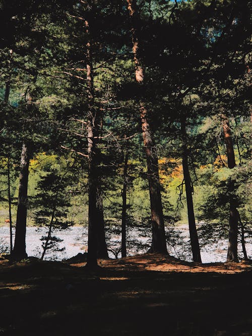 Fotos de stock gratuitas de agua, arboles, bosque