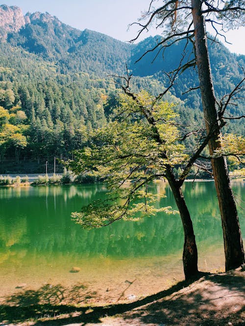 A Lake Near the Green Trees on Mountain