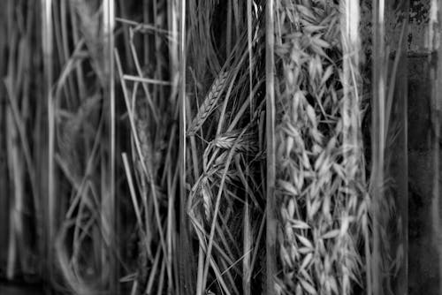 De franc Foto d'estoc gratuïta de agricultura, blanc i negre, blat Foto d'estoc