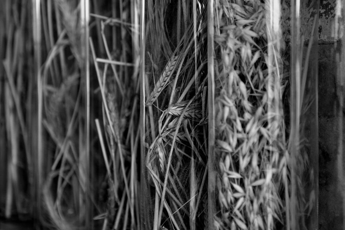 Grayscale Photo of Wheat Crop