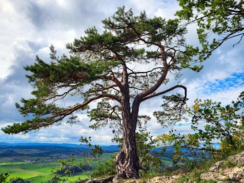 Foto profissional grátis de árvore, céu nublado, filiais