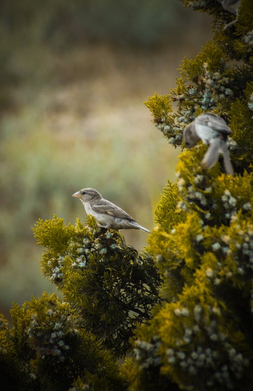 Close-up of Sparrows Sitting on a Shrub 