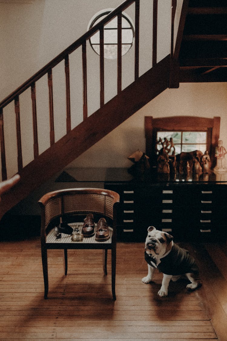 Dog Sitting Near Chair In House