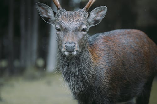 Gratis lagerfoto af dyrefotografering, dyreliv, hjorte hoved Lagerfoto