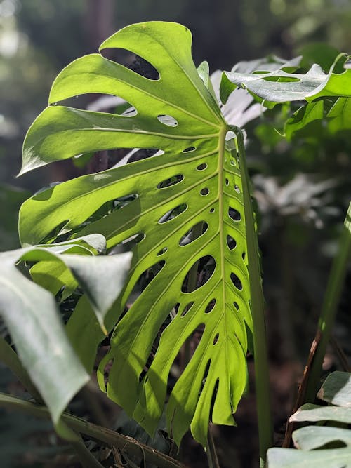 Close-up of Monstera Plant Leaves